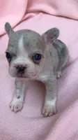 Peanut, a female French Bulldog for sale in Crossville, TN – 6 of 9