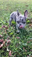 Jet, a male French Bulldog for sale in Crossville, TN – 7 of 9