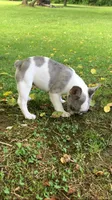 Butler, a male French Bulldog for sale in Crossville, TN – 7 of 9