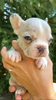 Peanut, a female French Bulldog for sale in Crossville, TN – 3 of 9