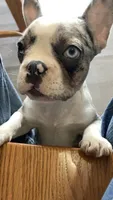 Journey is TEENY, a female French Bulldog for sale in Crossville, TN – 5 of 7