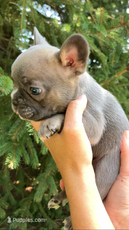 Sable male – French Bulldog puppy for sale in Crossville, TN