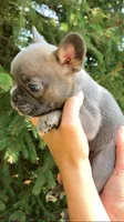 Sable male, a male French Bulldog for sale in Crossville, TN – 1 of 10
