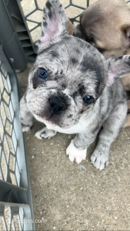 Pebbles is Tiny! – French Bulldog puppy for sale in Crossville, TN
