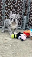 Pebbles is Tiny!, a female French Bulldog for sale in Crossville, TN – Photo 5 of 10