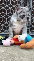 Pebbles is Tiny!, a female French Bulldog for sale in Crossville, TN – Photo 6 of 10