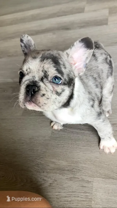 Pebbles is Tiny! – French Bulldog puppy for sale in Crossville, TN