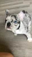 Pebbles is Tiny!, a female French Bulldog for sale in Crossville, TN – Photo 9 of 10