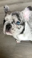 Pebbles is Tiny!, a female French Bulldog for sale in Crossville, TN – Photo 2 of 10