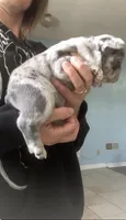 Pebbles is Tiny!, a female French Bulldog for sale in Crossville, TN – Photo 7 of 10