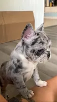 Pebbles is Tiny!, a female French Bulldog for sale in Crossville, TN – Photo 4 of 10