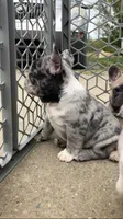 Pebbles is Tiny!, a female French Bulldog for sale in Crossville, TN – Photo 8 of 10