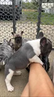 Tipsy, a female French Bulldog for sale in Crossville, TN – Photo 6 of 7