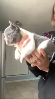 Tipsy, a female French Bulldog for sale in Crossville, TN – Photo 5 of 7