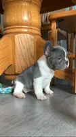 Tipsy, a female French Bulldog for sale in Crossville, TN – Photo 3 of 7