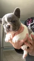 Tipsy, a female French Bulldog for sale in Crossville, TN – Photo 2 of 7