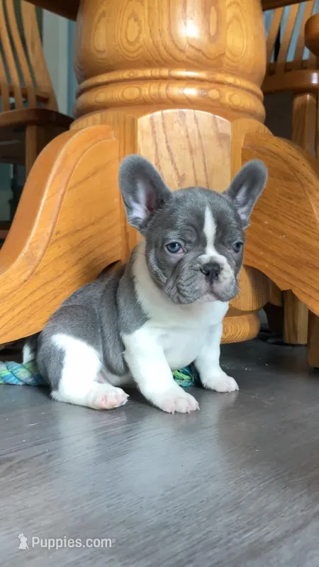 Tipsy – French Bulldog puppy for sale in Crossville, TN