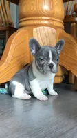 Tipsy, a female French Bulldog for sale in Crossville, TN – Photo 1 of 7