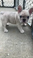 Ghost-pink, a male French Bulldog for sale in Crossville, TN – Photo 5 of 10