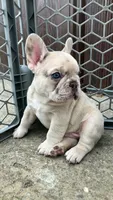 Ghost-pink, a male French Bulldog for sale in Crossville, TN – Photo 4 of 10