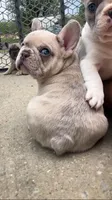 Ghost-pink, a male French Bulldog for sale in Crossville, TN – Photo 9 of 10