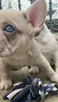 Ghost-pink, a male French Bulldog for sale in Crossville, TN – Photo 3 of 10