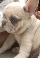 Ghost-pink, a male French Bulldog for sale in Crossville, TN – Photo 1 of 10