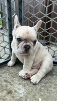 Ghost-pink, a male French Bulldog for sale in Crossville, TN – Photo 10 of 10