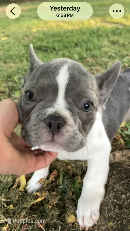 Tipsy – French Bulldog puppy for sale in Crossville, TN