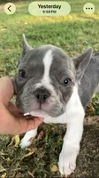 Tipsy, a female French Bulldog for sale in Crossville, TN – 1 of 8