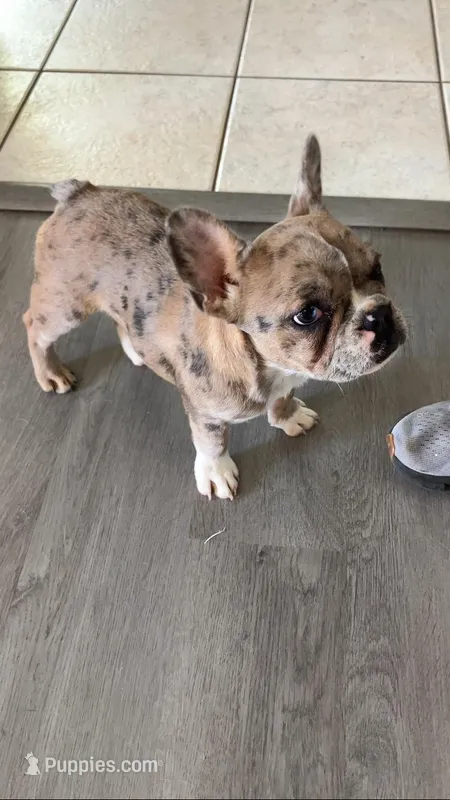 Jewels – French Bulldog puppy for sale in Crossville, TN