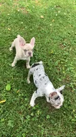 Journey is TEENY, a female French Bulldog for sale in Crossville, TN – 3 of 7