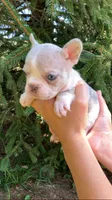 Peanut, a female French Bulldog for sale in Crossville, TN – 5 of 9