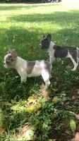 Butler, a male French Bulldog for sale in Crossville, TN – 4 of 9