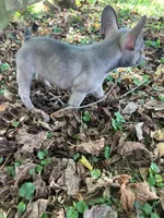 Cub, a male French Bulldog for sale in Crossville, TN – 7 of 9