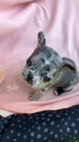 Merle male, a male French Bulldog for sale in Crossville, TN – 4 of 7