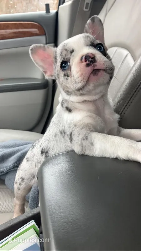 Journey is TEENY – French Bulldog puppy for sale in Crossville, TN