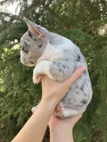 Journey, a female French Bulldog for sale in Crossville, TN – Photo 10 of 10