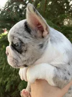 Journey, a female French Bulldog for sale in Crossville, TN – Photo 8 of 10