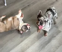 Luna Love Bug, a female French Bulldog for sale in Crossville, TN – Photo 6 of 7