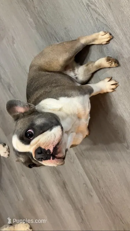 Luna Love Bug – French Bulldog puppy for sale in Crossville, TN