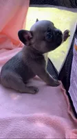 Sable male, a male French Bulldog for sale in Crossville, TN – 9 of 10