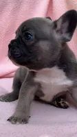 Sable male, a male French Bulldog for sale in Crossville, TN – 5 of 10