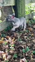 Cub, a male French Bulldog for sale in Crossville, TN – 9 of 9