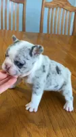 blue merle, a female French Bulldog for sale in Crossville, TN – Photo 3 of 9