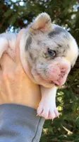 blue merle, a female French Bulldog for sale in Crossville, TN – Photo 8 of 9