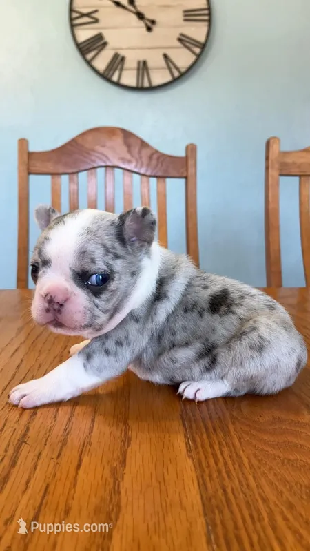 blue merle, a female French Bulldog for sale in Crossville, TN – Photo 1 of 9
