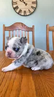 blue merle, a female French Bulldog for sale in Crossville, TN – Photo 1 of 9