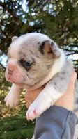 blue merle, a female French Bulldog for sale in Crossville, TN – Photo 9 of 9