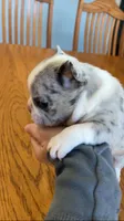 blue merle, a female French Bulldog for sale in Crossville, TN – Photo 6 of 9